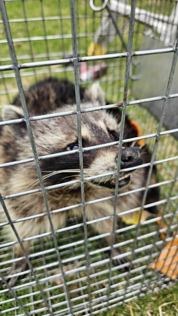Wildlife Removal in Farmington, MI