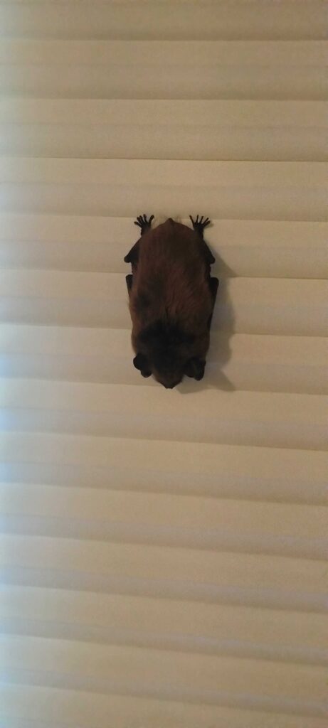 Non Toxic Pest Control LLC