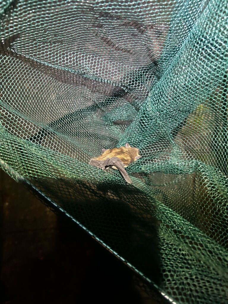 Wildlife Removal in Farmington, MI