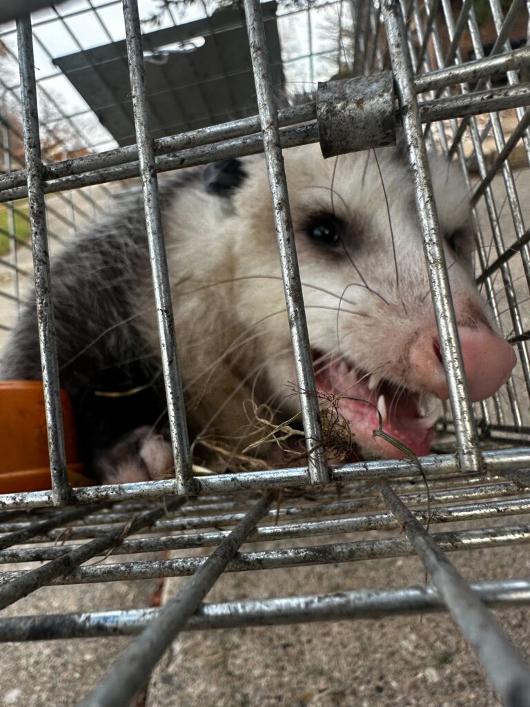 Wildlife Removal in Farmington, MI