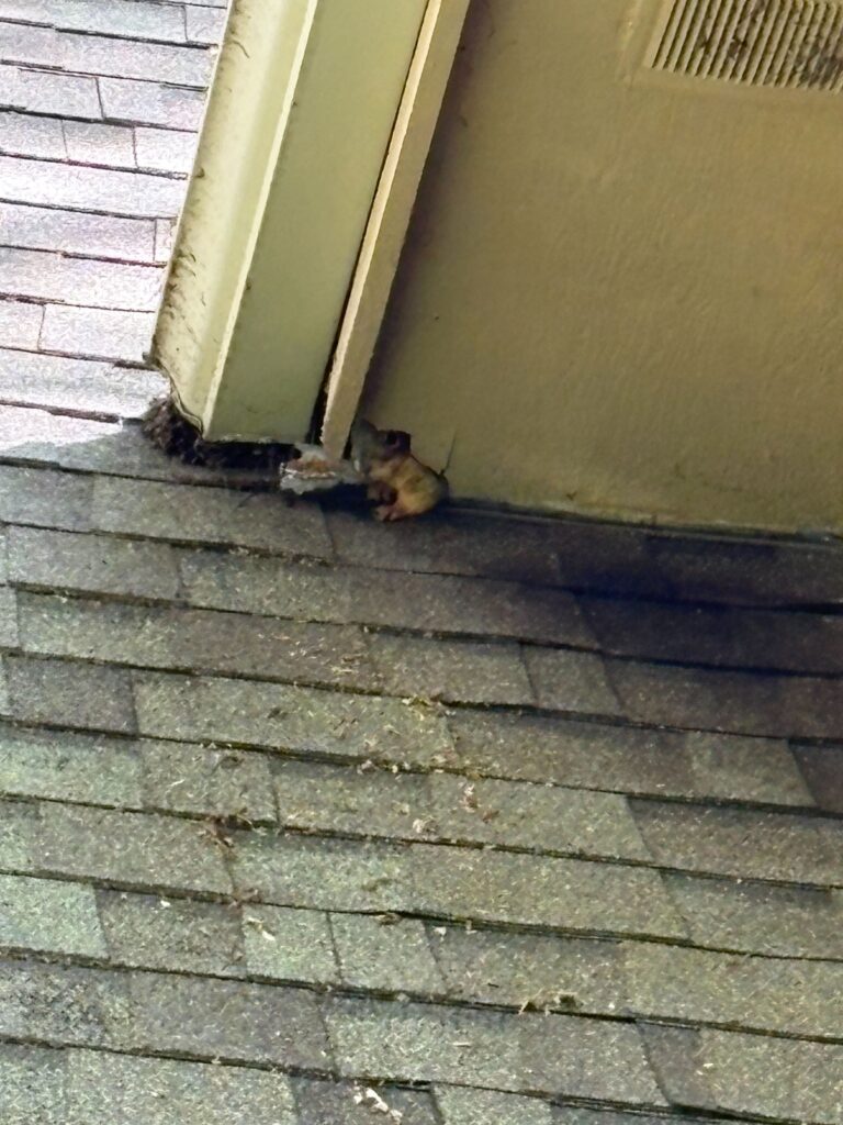 Non Toxic Pest Control LLC