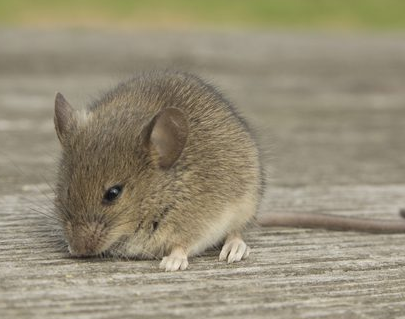 Non Toxic Pest Control LLC