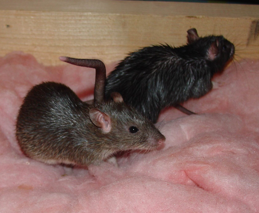 Wildlife Removal in Farmington, MI